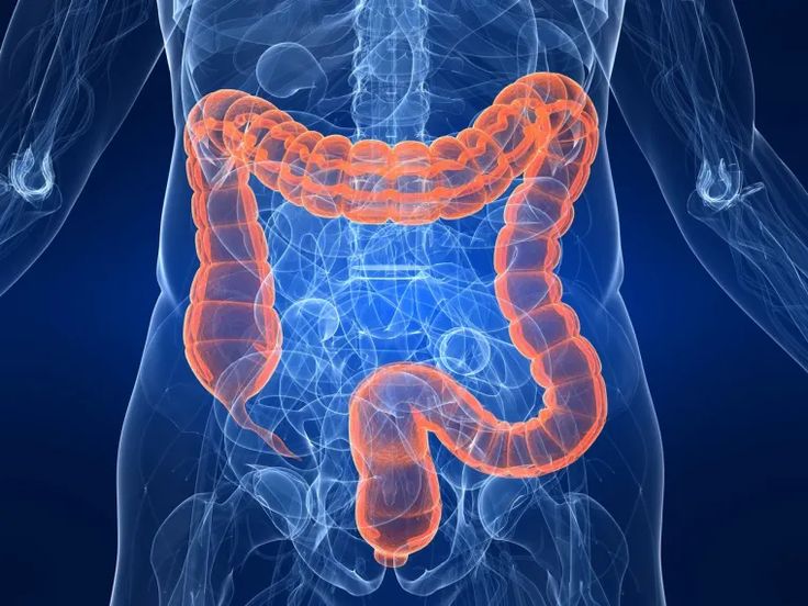 human large intestine (colon) Image